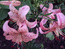 Pink Giant   Тигровая лилия